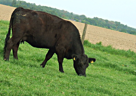 angus Angus-Rind aus der Zucht Haus Berger