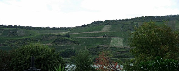 bopparder_hamm Blick in den Bopparder Hamm, vom Weingut Didinger aus