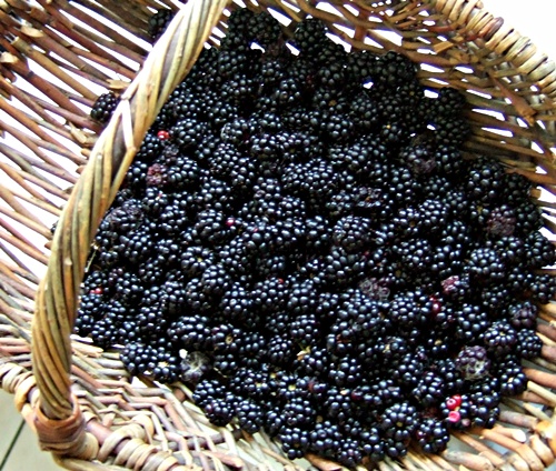 Die Brombeer-Ausbeute