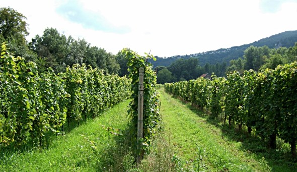 inselwein Neue und alte Rieslingreben auf der Insel