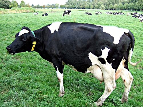 benachbarte Milchkuh benachbarte Milchkuh