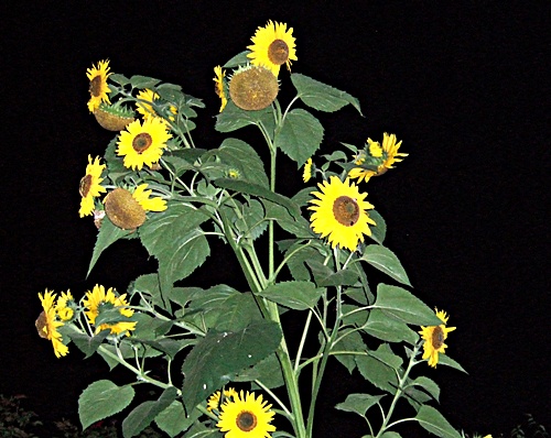 Atomkraft? Nein danke.