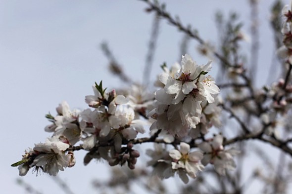 Mandelblüte im Olivenhain von Antonino in Zingarello (gestern)
