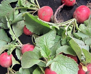 Radieschen aus dem Garten