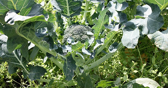 broccoli