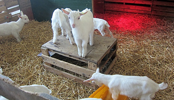 zicklein, rubbelrath, schmitz-nilgen