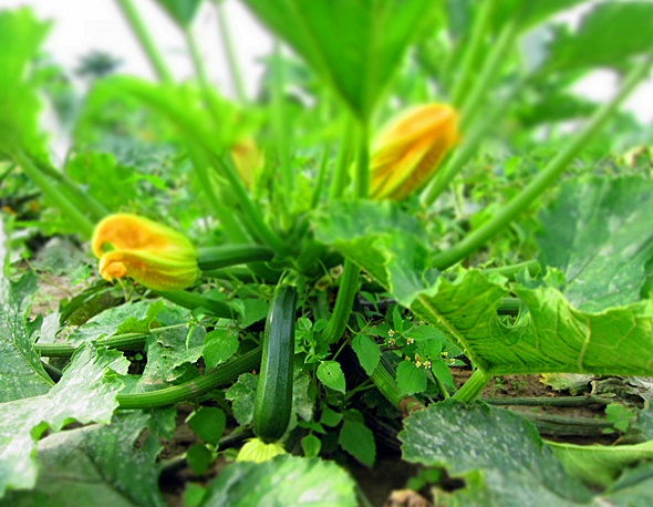 zucchini
