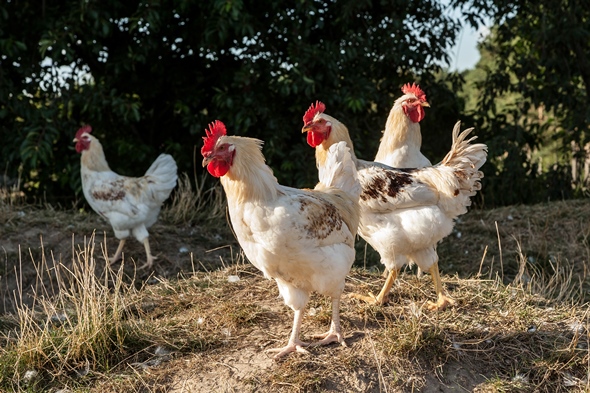 Bruderhähne im Freien (Quelle: BID)